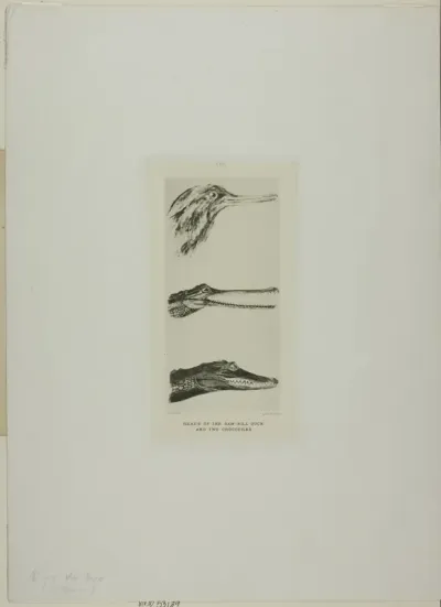 Heads of Saw-Bill Duck and Two Crocodiles