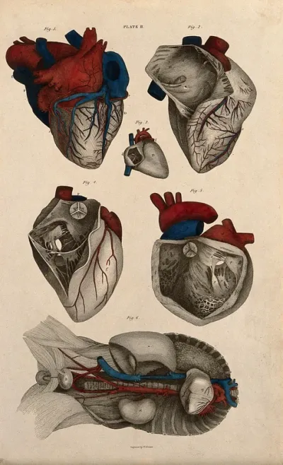 Heart: six figures, with blood-vessels and nerves indicated in red and blue