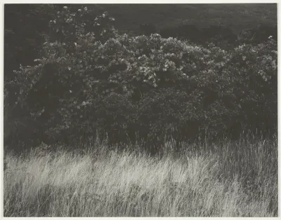 Hedge and Grasses - Lake George