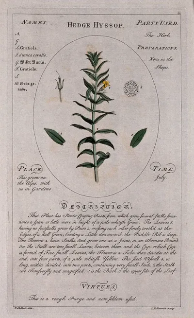 Hedge hyssop (Gratiola officinalis L.): flowering stem with separate leaf, floral segments and section of stalk and a description of the plant and its uses