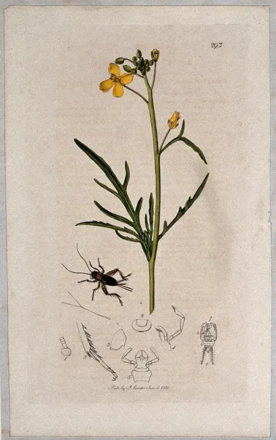 Hedge mustard plant (Sisymbrium tenuifolium) with an associated insect and its abdominal segments