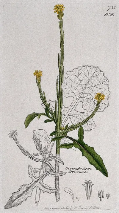 Hedge mustard (Sisymbrium officinale): flowering stem, leaf and floral segments
