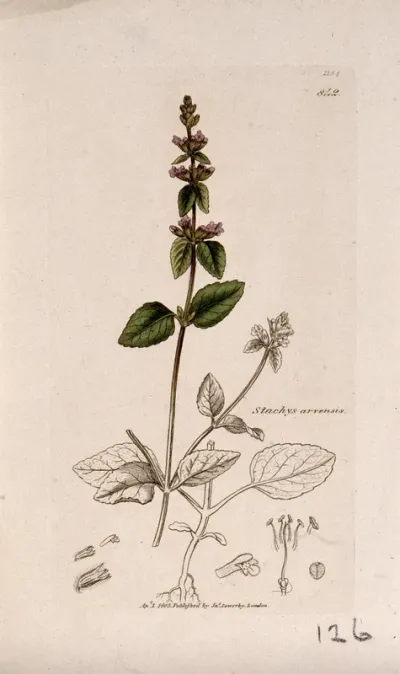 Hedge nettle or woundwort (Stachys arvensis): flowering stem, roots and floral segments