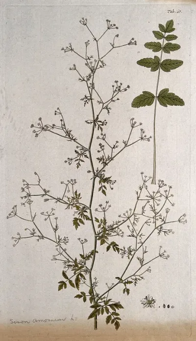 Hedge sison (Sison amomum L.): flowering stem with separate leaf, flower and fruit