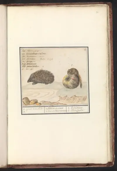Hedgehog (Erinaceus europaeus) and dormouse (Muscardinus avellanarius)