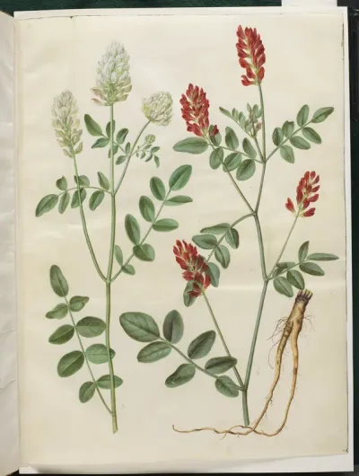 Hedysarum coronarium (rød hanekløver)