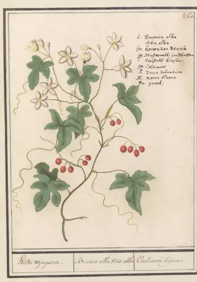 Heggenrank (Bryonia dioica)