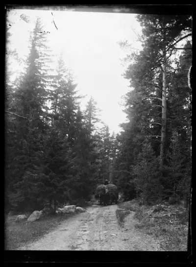 Heinäkuorma Loirinmäen metsätiellä