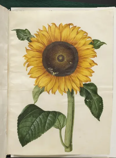 Helianthus annuus (almindelig solsikke)