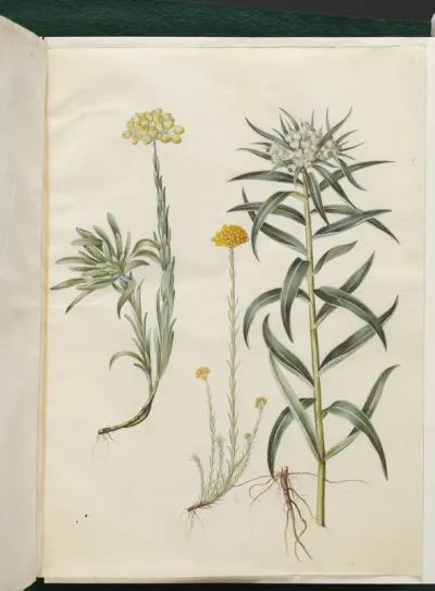 Helichrysum orientale (busk-evighedsblomst); Helichrysum Stoechas (stinkende evighedsblomst); Anaphalis margaritacea (almindelig perlekurv)