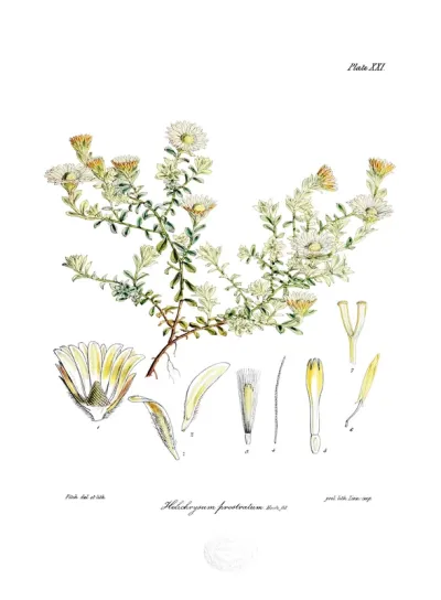 Helichrysum prostratum