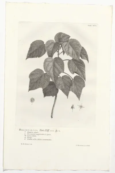 Heliocarpus americanus
