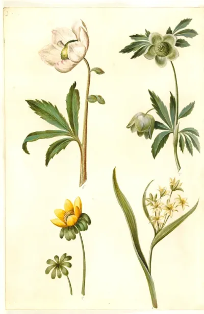 Helleborus niger (almindelig julerose); Eranthis hyemalis (have-erantis); Gagea lutea (almindelig guldstjerne)
