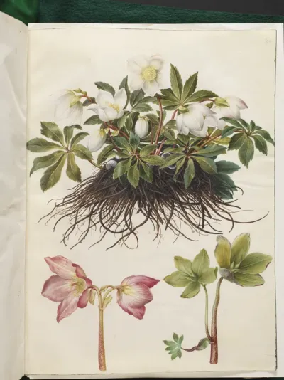 Helleborus niger (almindelig julerose)