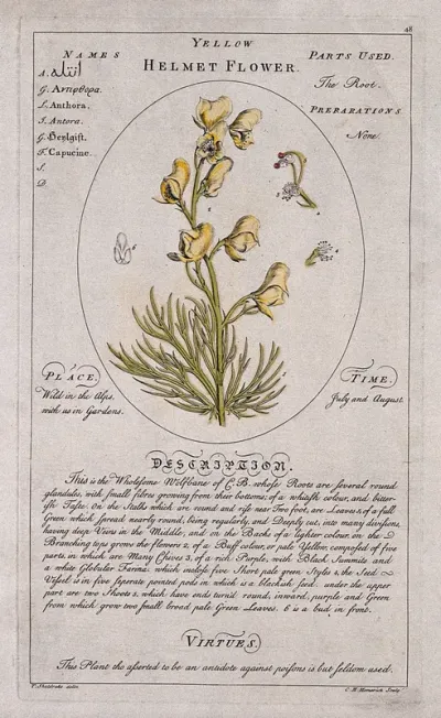 Helmet flower (Aconitum anthora L.): flowering stem with separate floral segments and a description of the plant and its uses