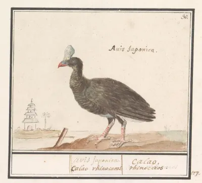 Helmhokko (Crax pauxi / Pauxi pauxi)