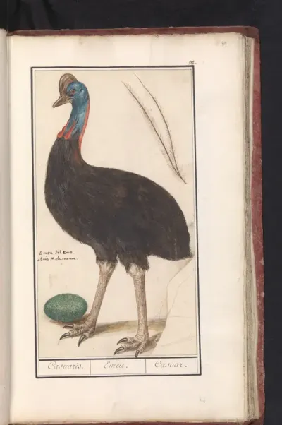 Helmkasuaris (Casuarius casuarius)