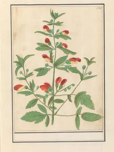 Helmkruid, mogelijk Knopig helmkruid (Scrophularia nodosa)