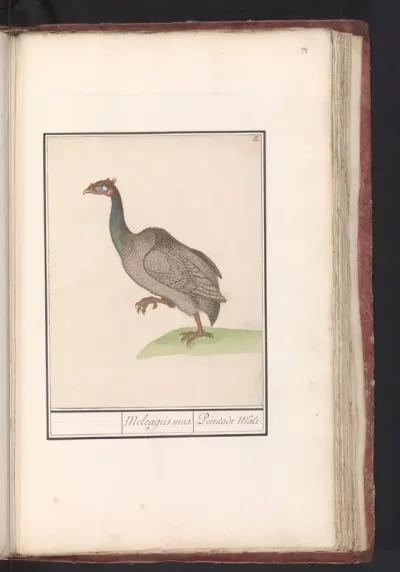 Helmparelhoen (Numida meleagris)