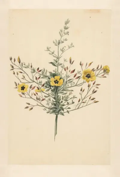 Hemelroosje