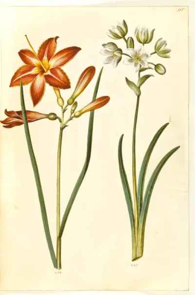 Hemerocallis fulva (brun daglilje); Ornithogalum arabicum (mælkestjerne)