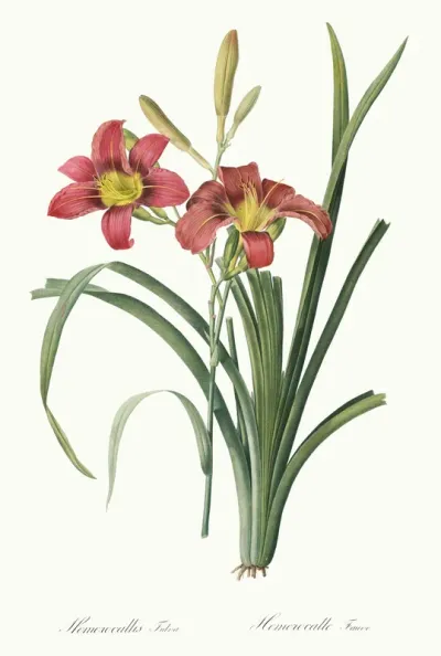 Hemerocallis fulva, from 'Les Liliacees'