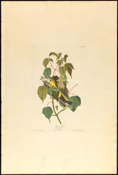 Hemlock Warbler