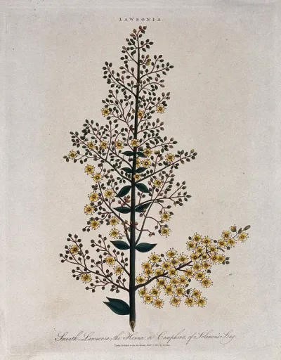 Henna plant (Lawsonia inermis): flowering stem