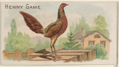 Henny Game, from the Prize and Game Chickens series (N20) for Allen & Ginter Cigarettes