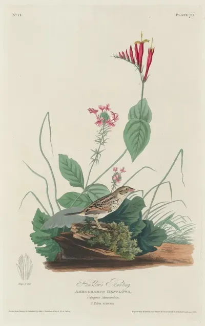 Henslow's Bunting