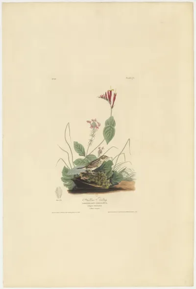 Henslow's Bunting