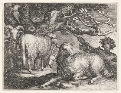 Herder met schapen