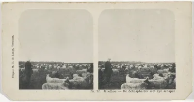 Herder met zijn kudde schapen in Grolloo