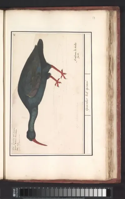 Heremietibis (Geronticus eremita)