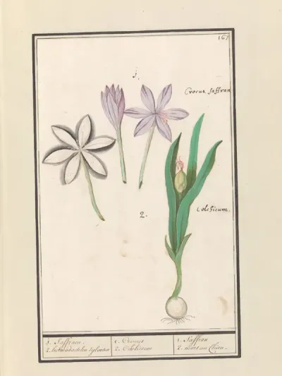 Herfsttijloos (Colchicum autumnale)