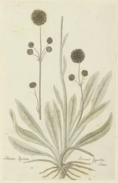 Hermas igniaria of Hermas gigantea (Tontelblaar)