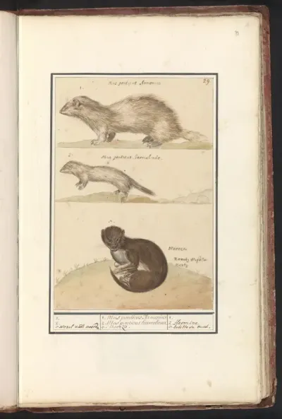Hermelijn (Mustela erminea) en nerts (Mustela lutreola)