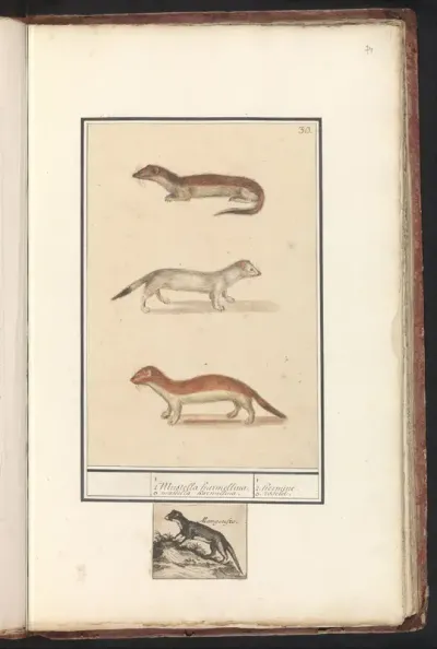 Hermelijn (Mustela erminea)