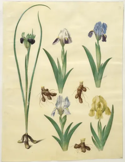 Hermodactylus tuberosus (hermesfinger); Iris pumila (lav iris) eller Iris lutescens (dværg-iris)