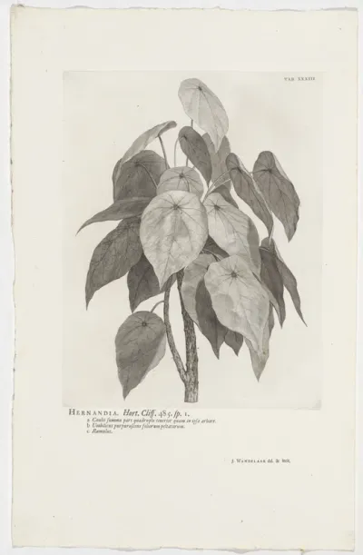 Hernandia sonora
