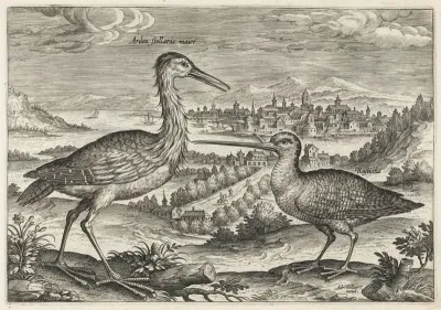 Heron and Snipe