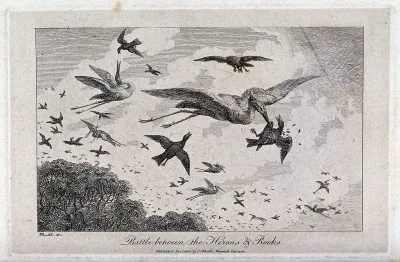 Herons in the air being mocked by and fighting back against rooks