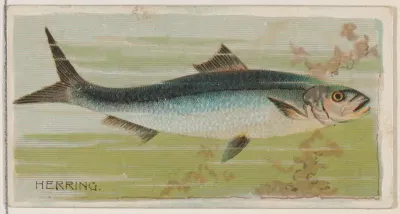 Herring, from the series Fishers and Fish (N74) for Duke brand cigarettes