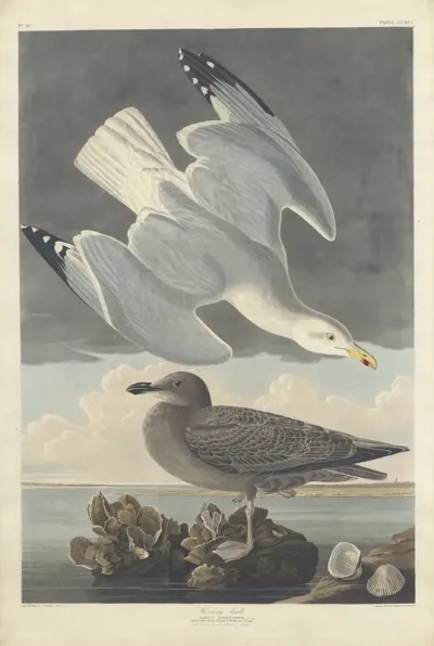 Herring Gull