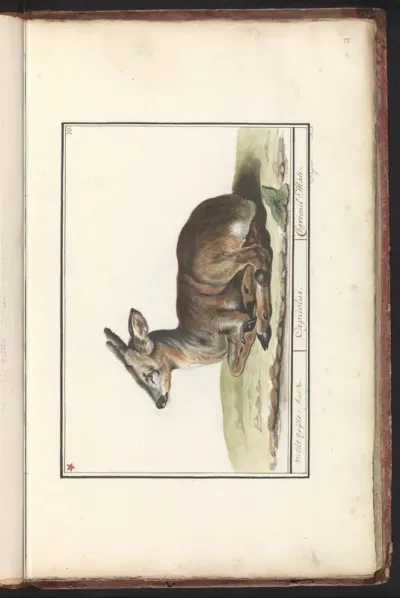 Hert (Cervidae)