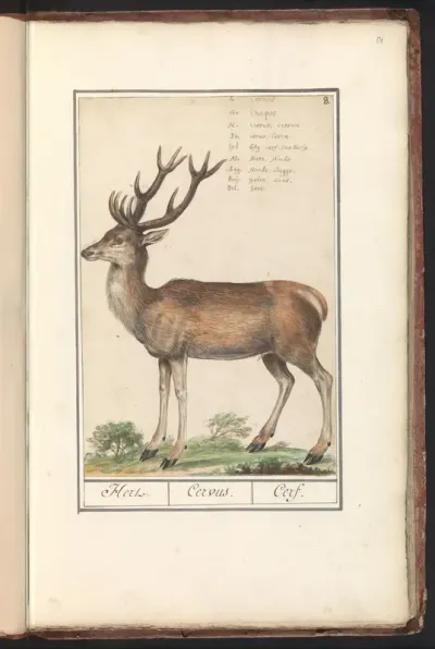 Hert (Cervidae)