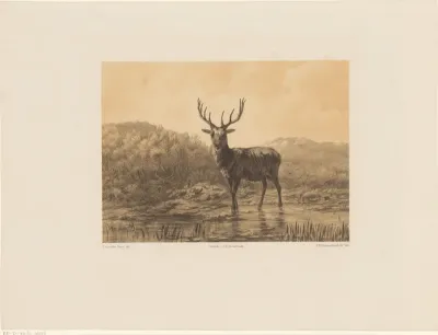 Hert in landschap