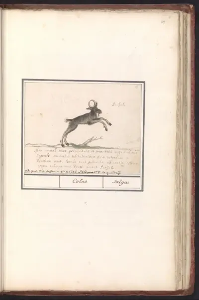 Hertachtige, mogelijk een bosgeitantilope (Nemorhaedini)