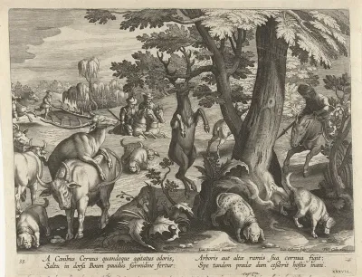 Hertenjacht met honden
