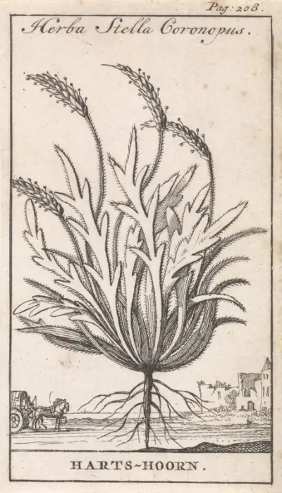 Hertshoorn